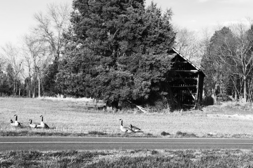 Black and white photo of birds